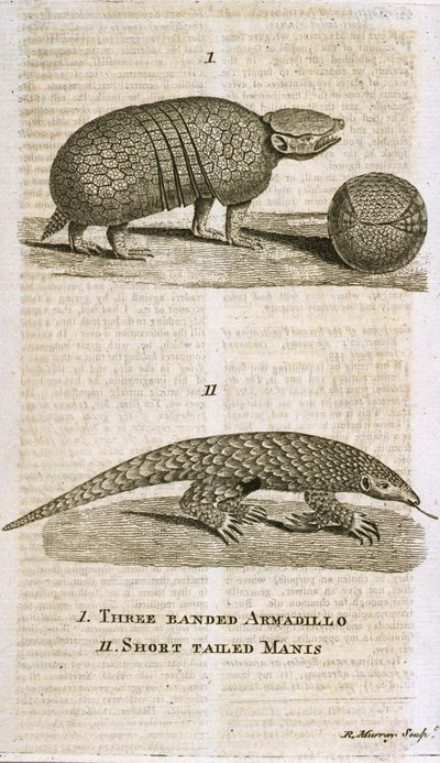 Three Banded Armadillo and Short Tailed Manis, fra 